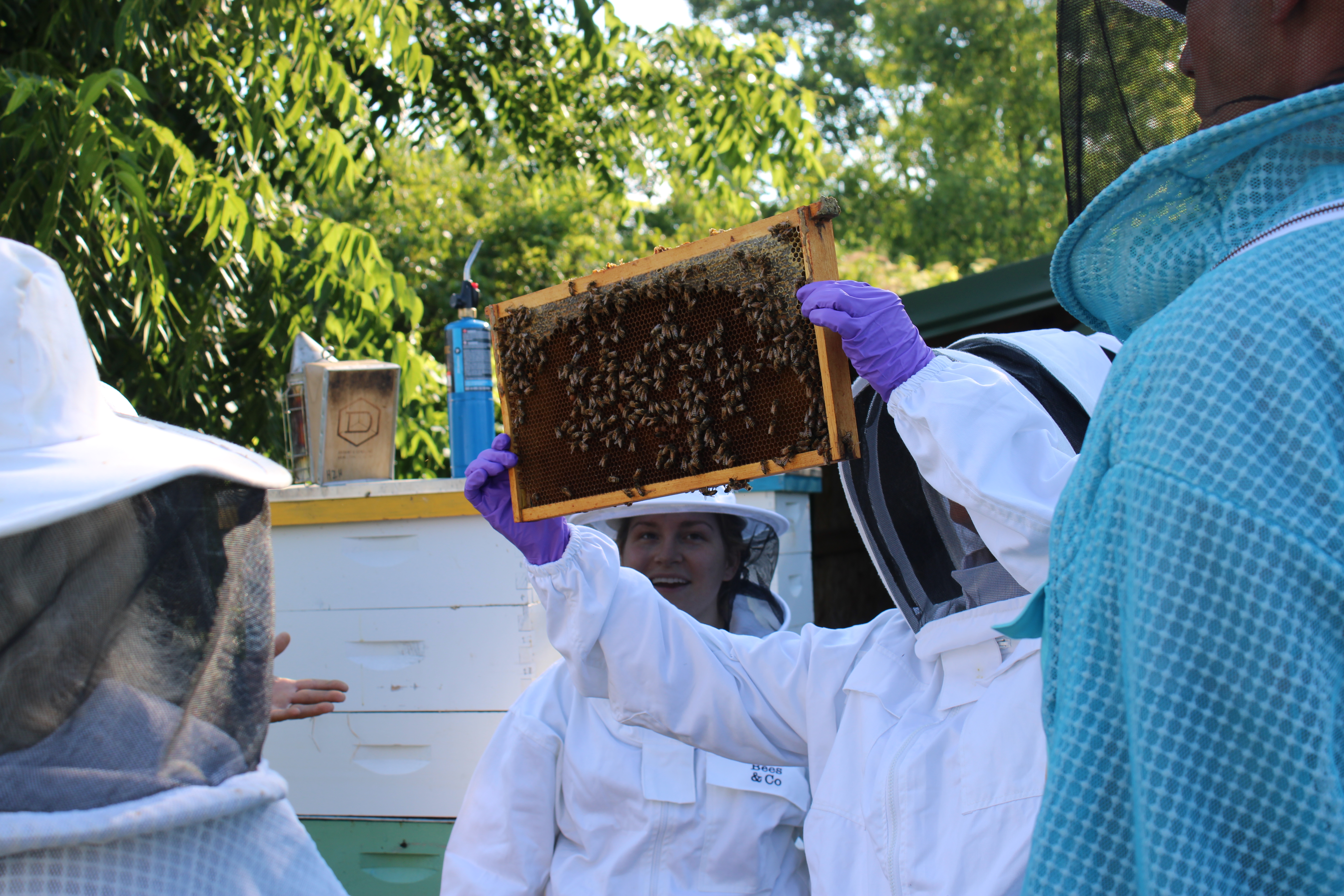 beekeepers examine a frame from a honey bee hive.